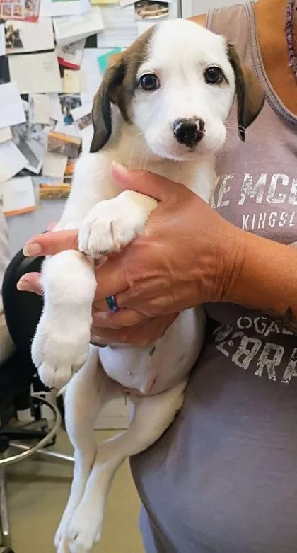 A baby medium-sized female Cattle Dog dog named Empress for adoption in Beatrice, NE