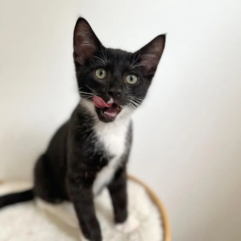 A baby medium-sized female Black & White / Tuxedo Domestic Short Hair cat named Honey & Buns for adoption in Bronx, NY