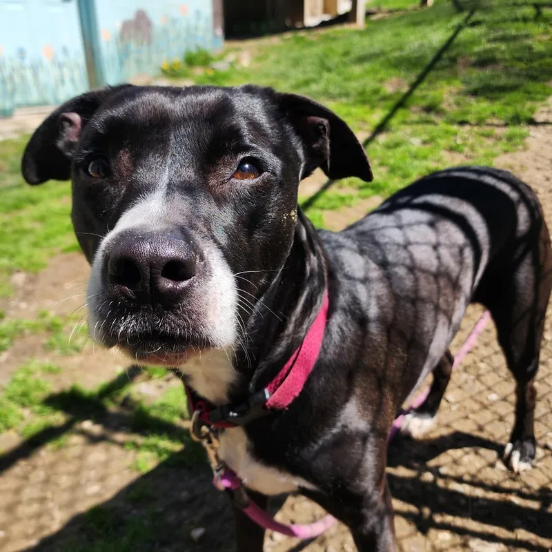 An adult large-sized female Black Mixed Breed dog named Gemma for adoption in Middlebury, VT