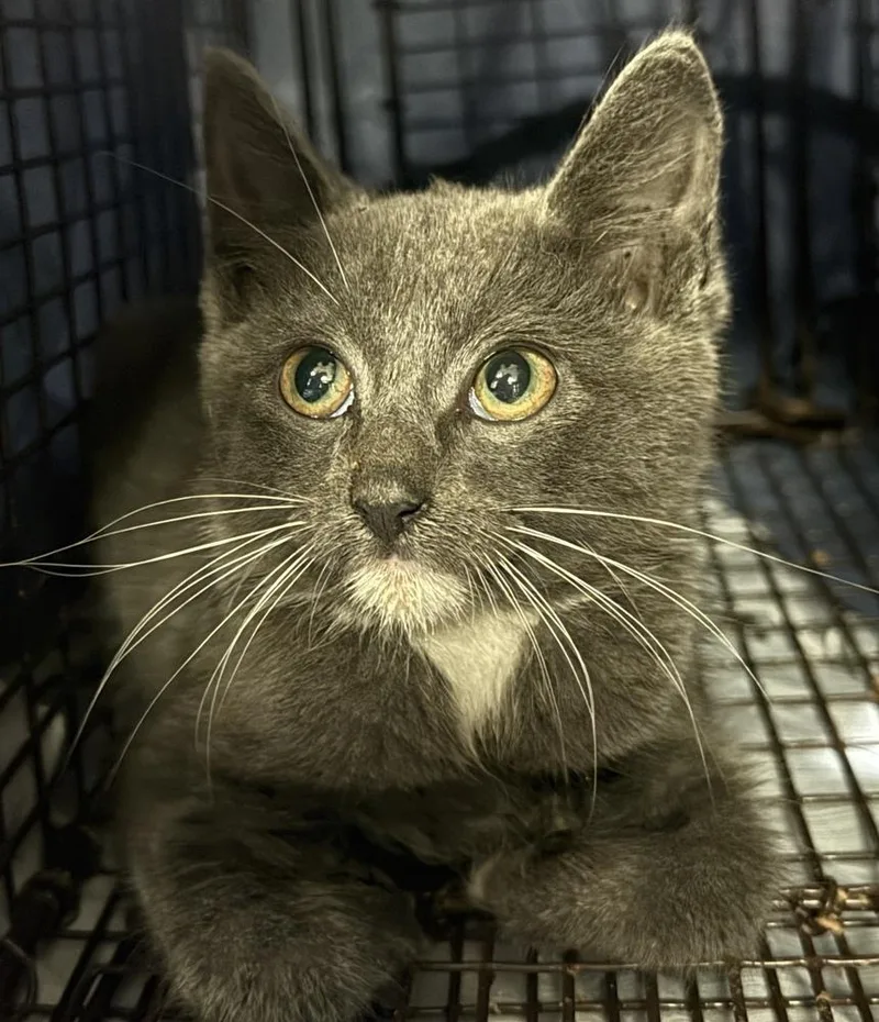 A baby small-sized male Gray & White Domestic Short Hair cat named Grimace McDonalds for adoption in Mount Laurel, NJ