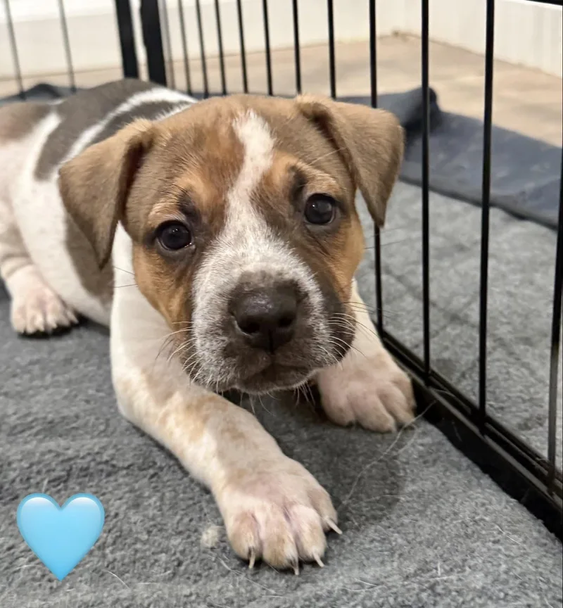 A baby medium-sized male Cattle Dog dog named Peregrine for adoption in Whittier, CA