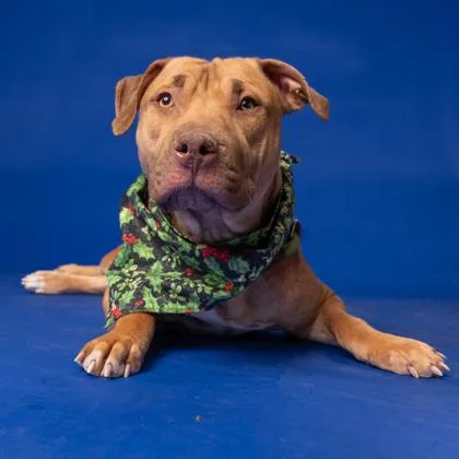 An adult medium-sized female Mixed Breed dog named Sushi Williams for adoption in Atlanta, GA