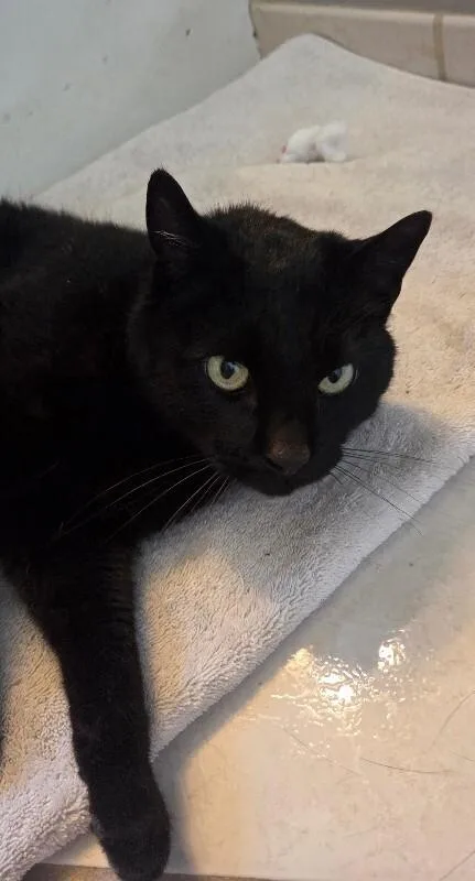 Midnight thumbnail 2