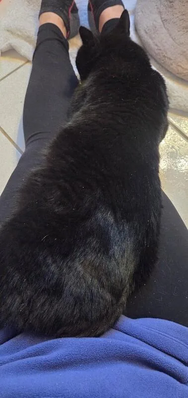 Midnight thumbnail 3