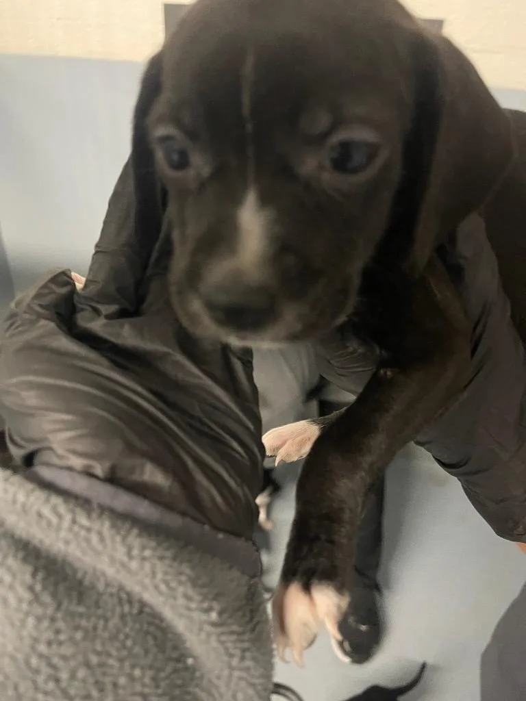 A baby large-sized male Mixed Breed dog named Hank for adoption in Cartersville , GA