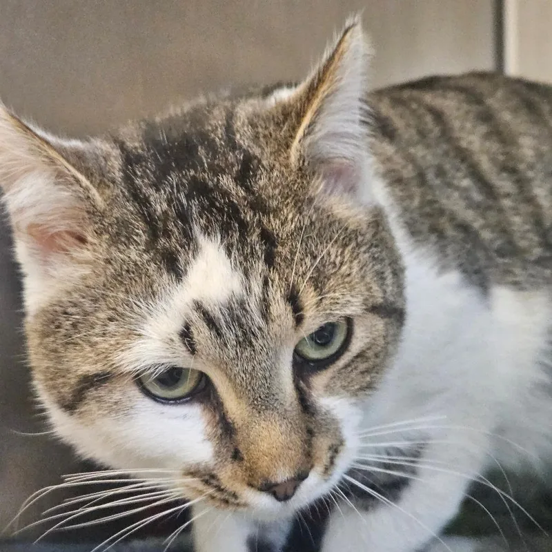 Colonel Claritin thumbnail 2