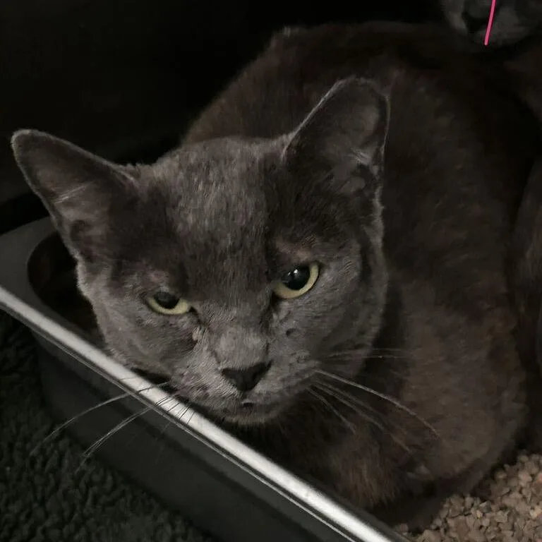 A young small-sized female Gray / Blue / Silver Domestic Short Hair cat named Drakessa for adoption in Spruce Pine, NC