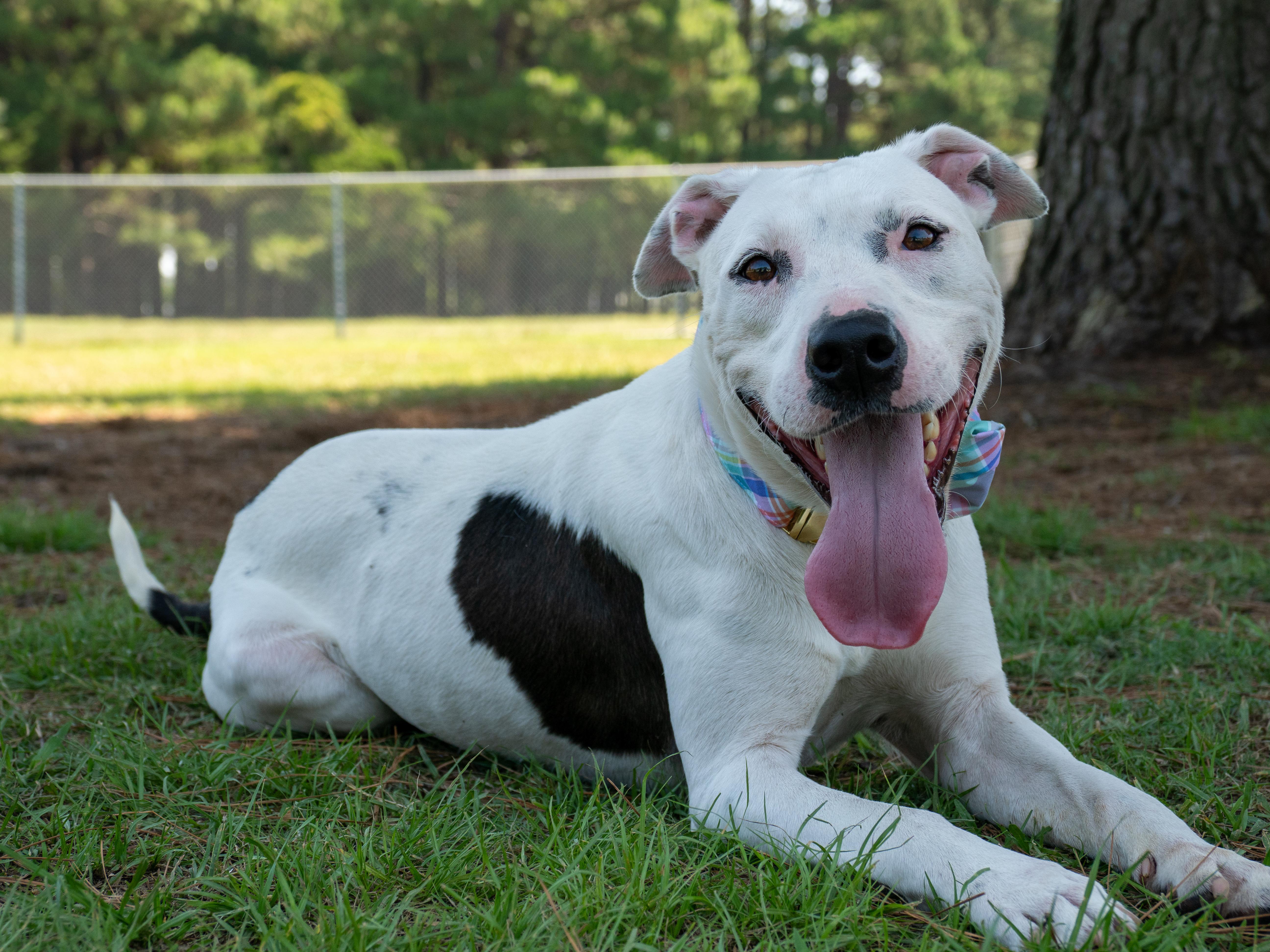 An adult medium-sized male White / Cream Mixed Breed dog named Gulliver for adoption in Myrtle Beach, SC