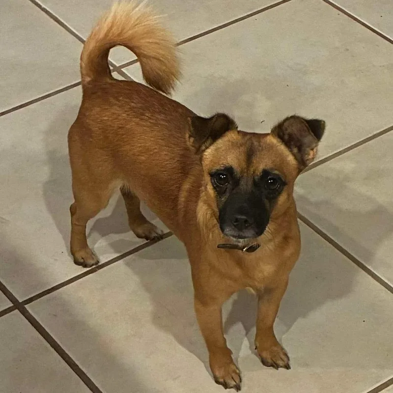 An adult small-sized male Jack Russell Terrier dog named BatMan for adoption in Gulfport, MS