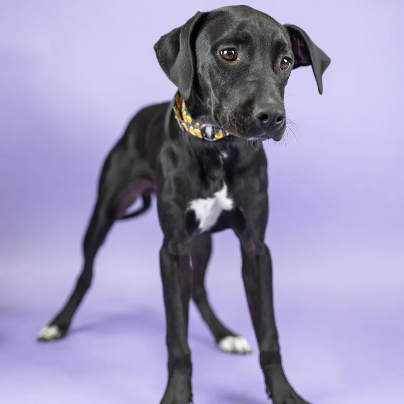 A young medium-sized female Black Labrador Retriever dog named Daisymae for adoption in Portland, OR