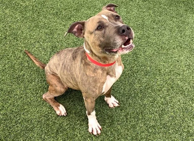 An adult medium-sized female American Staffordshire Terrier dog named Angelica for adoption in Fort Lauderdale, FL