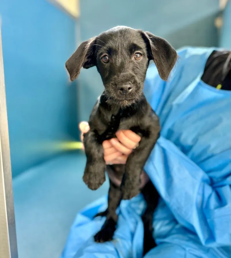 A baby small-sized female Mixed Breed dog named Prairie for adoption in Ellijay, GA