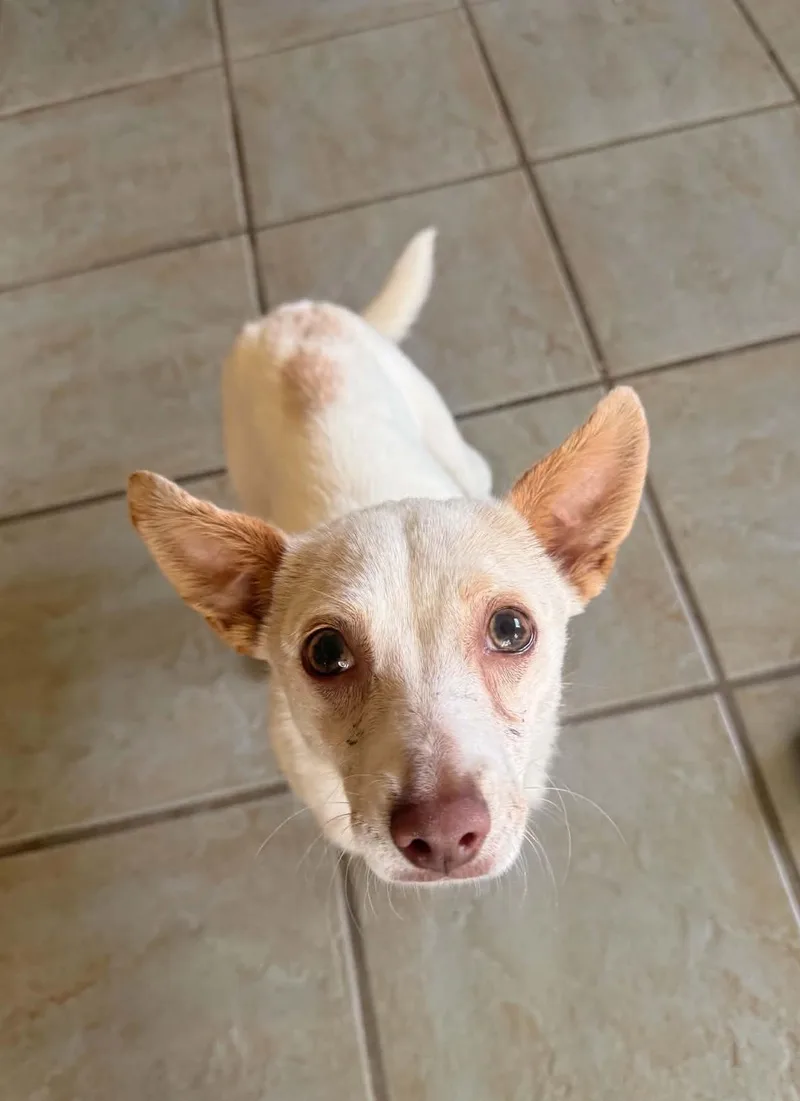 An adult small-sized female White / Cream Chihuahua dog named April for adoption in Beavercreek, OR