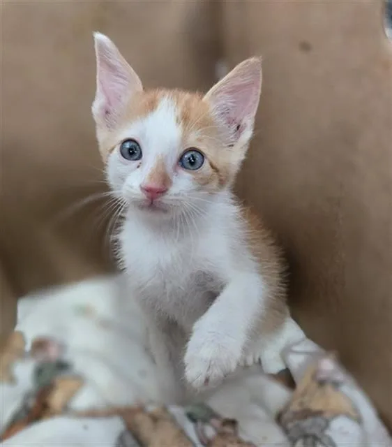 A baby medium-sized male Domestic Short Hair cat named Tomato for adoption in Dallas, TX