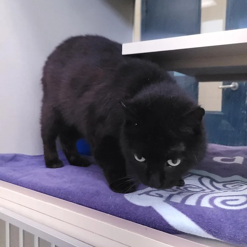 A senior medium-sized female Black Domestic Short Hair cat named Fudge for adoption in West Olive, MI