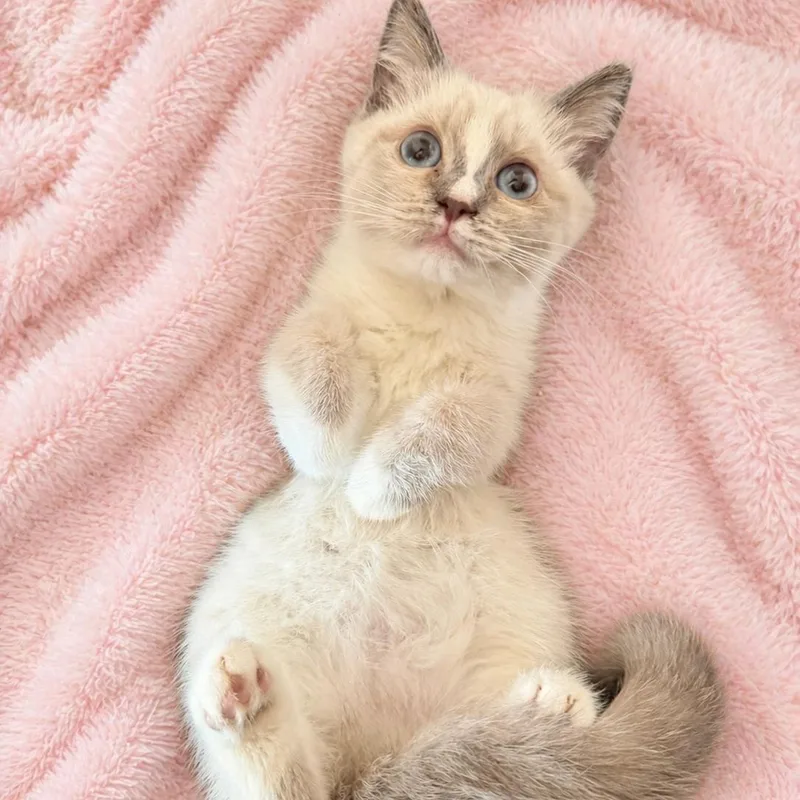 A baby medium-sized female Buff & White Ragdoll cat named Siamese Mix Beauty for adoption in Glendora, CA