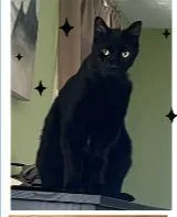 A senior medium-sized male Black Domestic Short Hair cat named Starbright ORT for adoption in Missouri City, TX