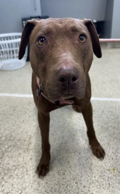 An adult large-sized female Mixed Breed dog named Ruby for adoption in Lafayette, IN