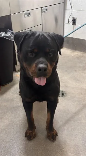 An adult large-sized male Rottweiler dog named Brutis for adoption in Upper Marlboro, MD