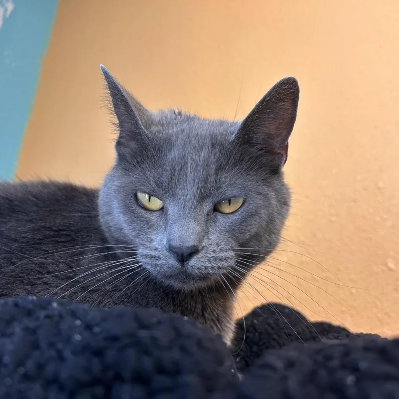 A young medium-sized female Gray / Blue / Silver Domestic Short Hair cat named Torta for adoption in Fresno, CA