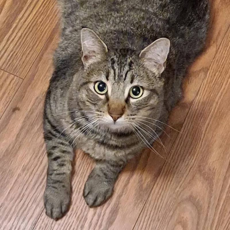 An adult large-sized male Brown / Chocolate Domestic Short Hair cat named Trousers Long for adoption in Merrifield, VA