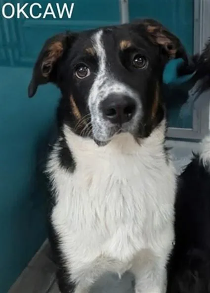A young small-sized male Border Collie dog named A for adoption in Oklahoma City, OK
