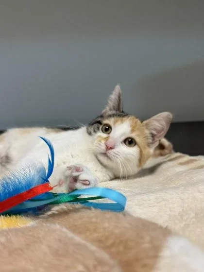 A baby medium-sized female Orange & White Domestic Short Hair cat named Imogen for adoption in Tinley Park, IL
