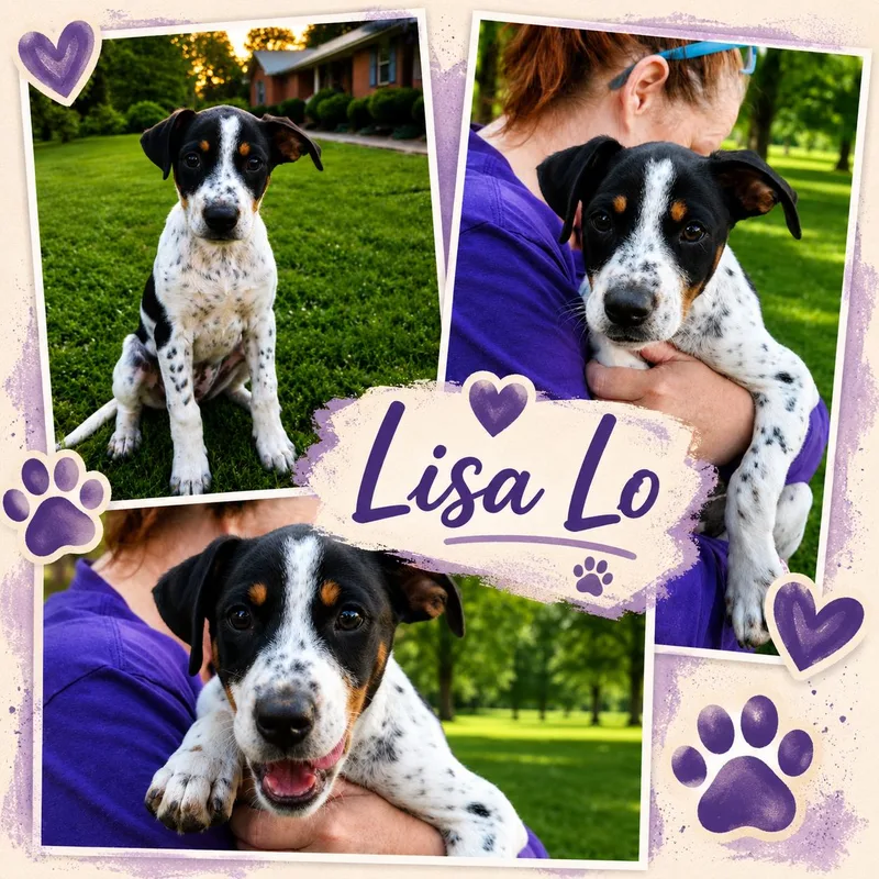 A young small-sized female Tricolor (Brown, Black, & White) Pointer dog named Lisa Lo for adoption in Jackson, TN