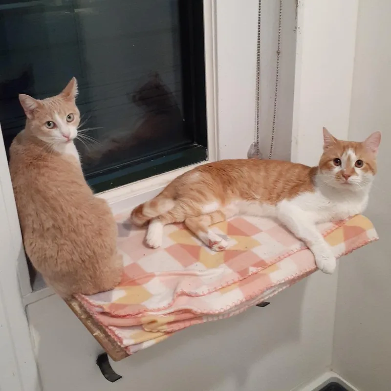 An adult medium-sized male Orange / Red Domestic Short Hair cat named Bill for adoption in Pittsburgh, PA