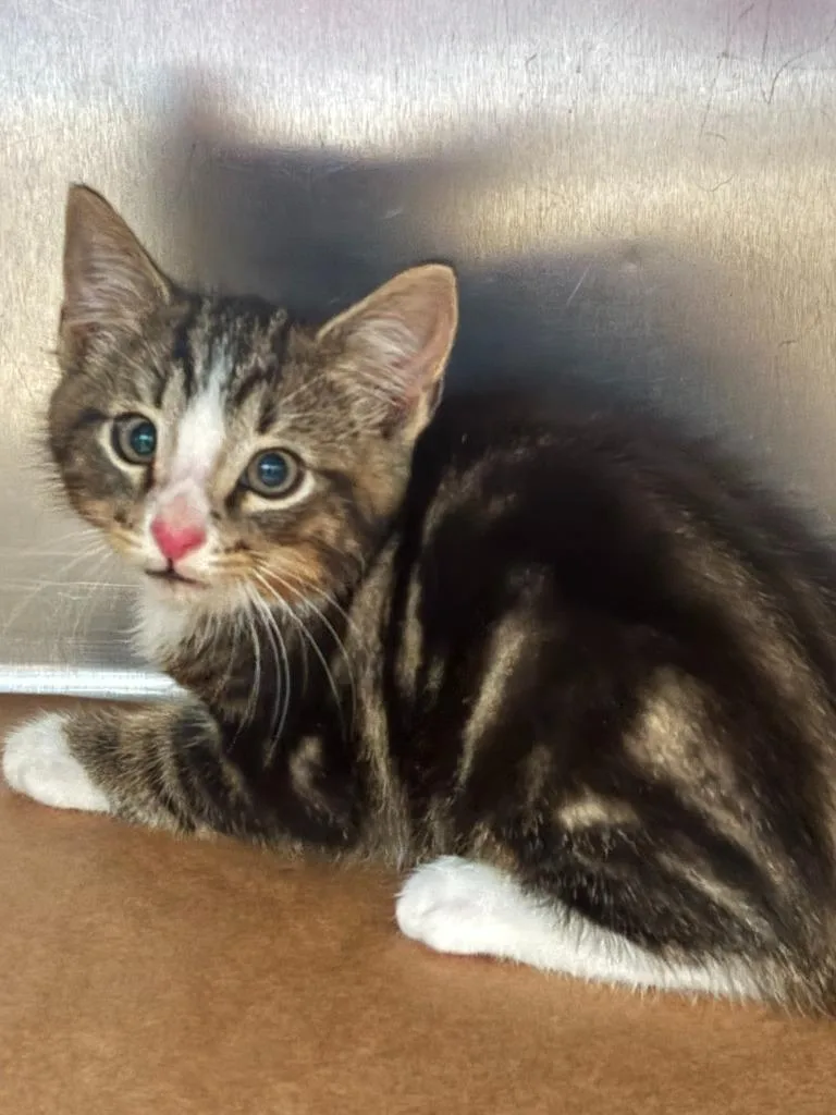 A baby large-sized male Domestic Short Hair cat named Darlene for adoption in Cartersville , GA