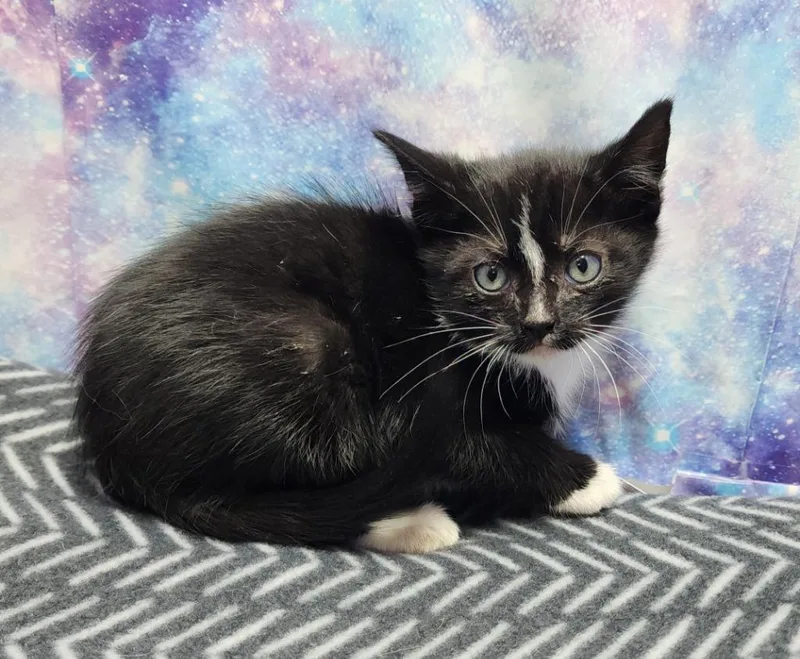 A baby small-sized female Domestic Short Hair cat named Kelsie for adoption in Washington Court House, OH