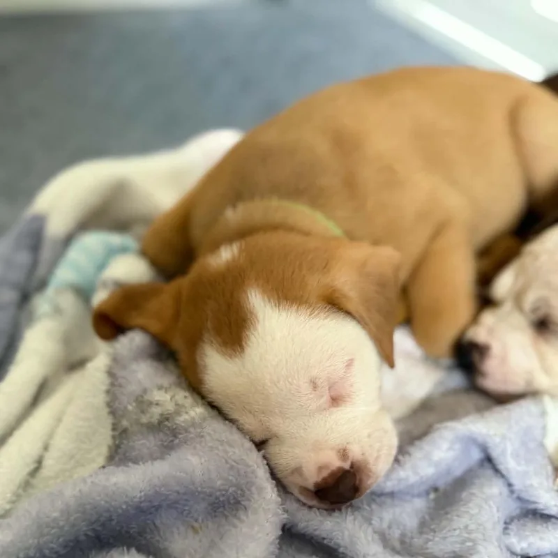 A baby small-sized male Yellow / Tan / Blond / Fawn Mixed Breed dog named Propel for adoption in Buffalo, MN