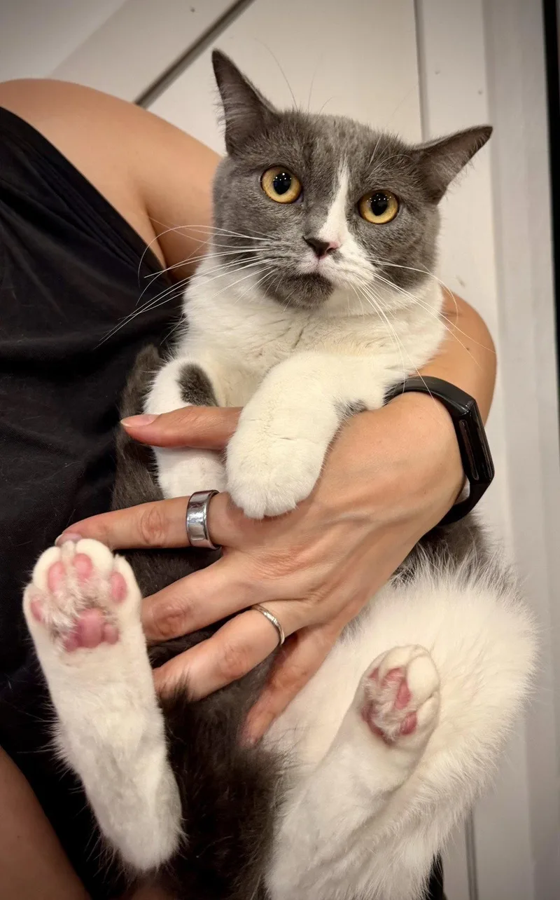 A young medium-sized female British Shorthair cat named Kissa for adoption in Brooklyn, NY