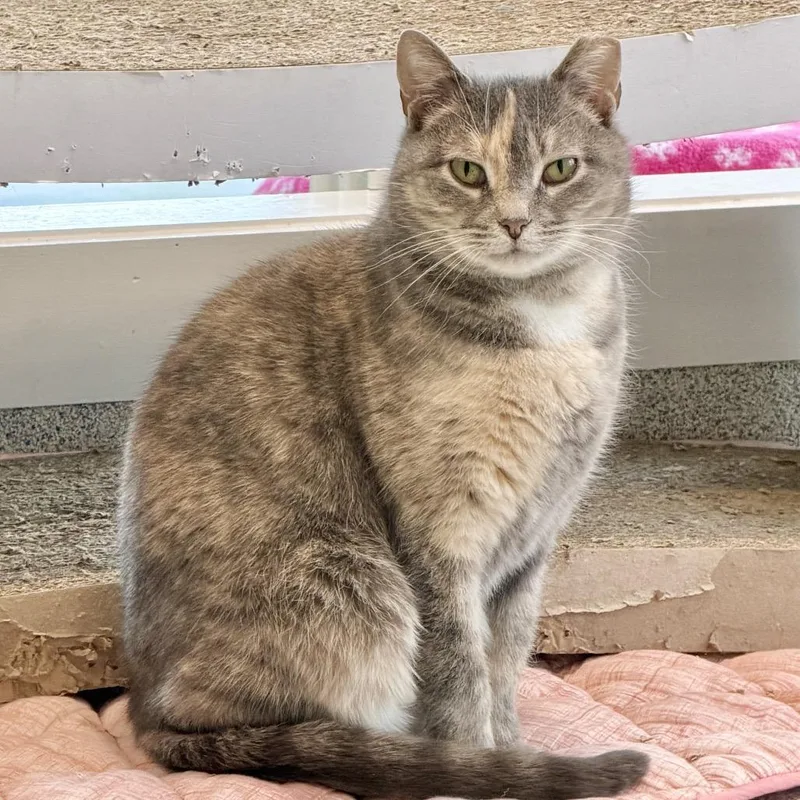 An adult large-sized female Domestic Short Hair cat named Piper for adoption in East Hampton, NY