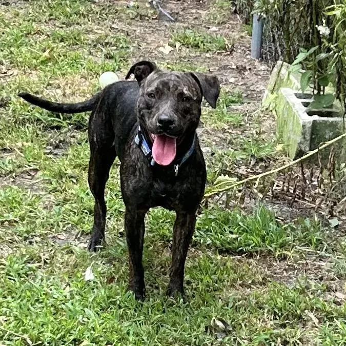 An adult medium-sized female Brindle Pit Bull Terrier dog named Baby J for adoption in Newport, NC
