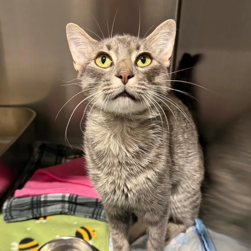 A young medium-sized male Gray / Blue / Silver Domestic Short Hair cat named Tucker for adoption in Madison, WI