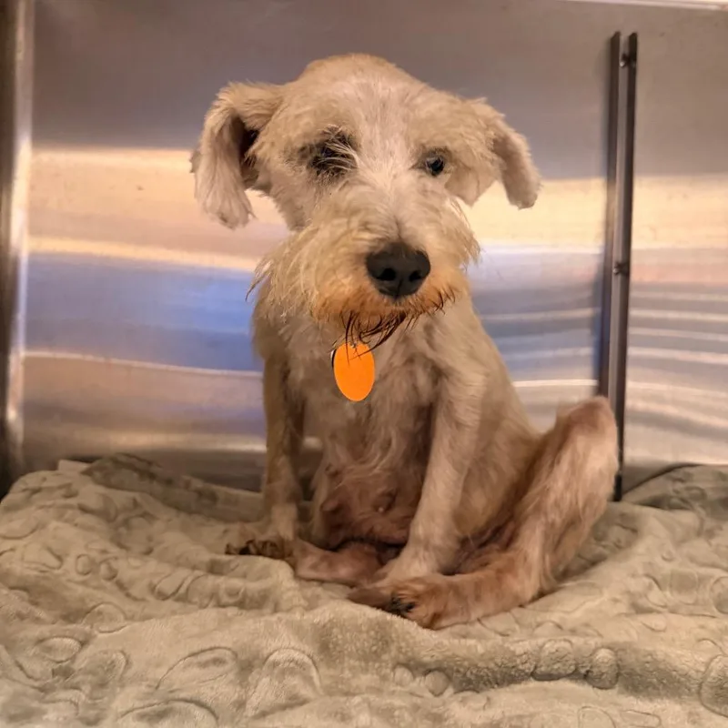 A senior small-sized female Yellow / Tan / Blond / Fawn Miniature Schnauzer dog named PM Viviana for adoption in Port Washington, NY
