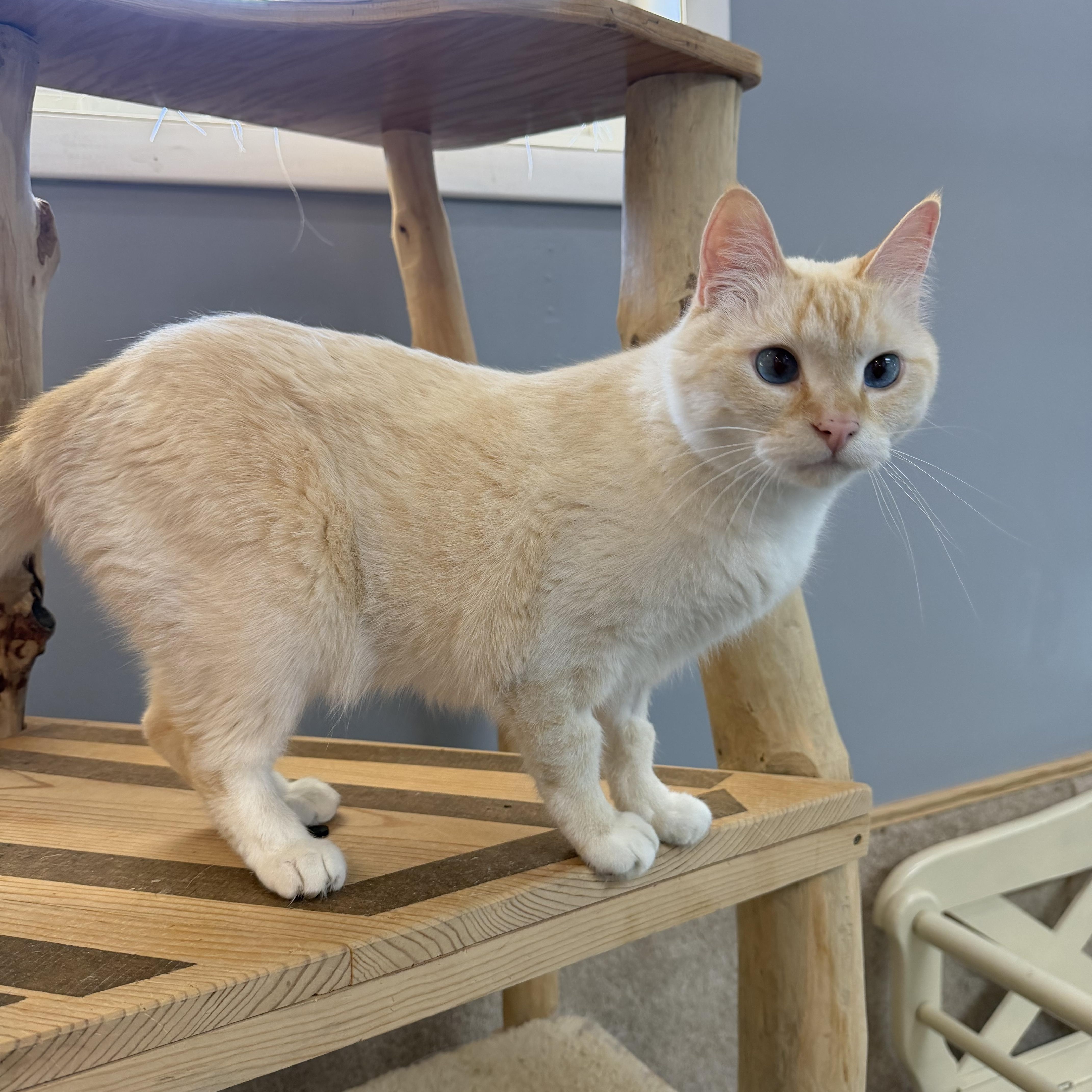 An adult medium-sized male White Siamese cat named Casper for adoption in Chisholm, MN