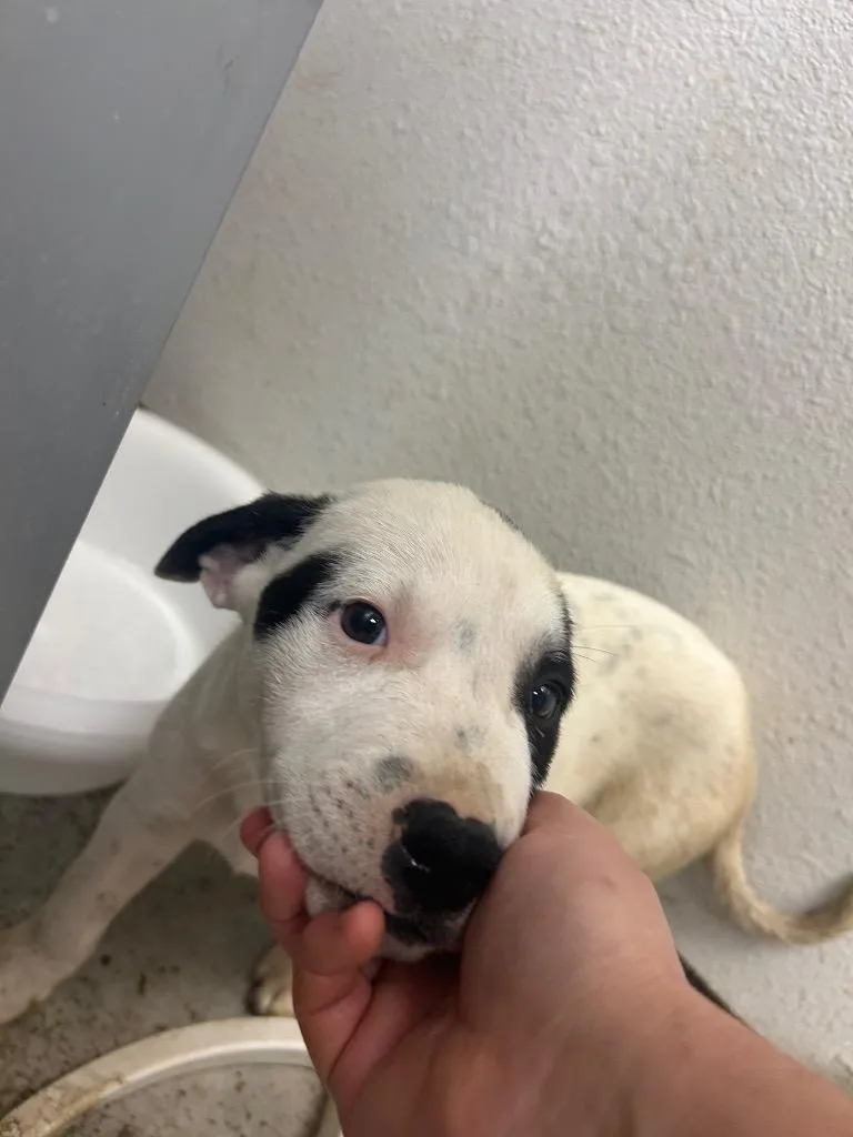 A baby large-sized male Australian Cattle Dog / Blue Heeler dog named Phinneas for adoption in Lockhart, TX