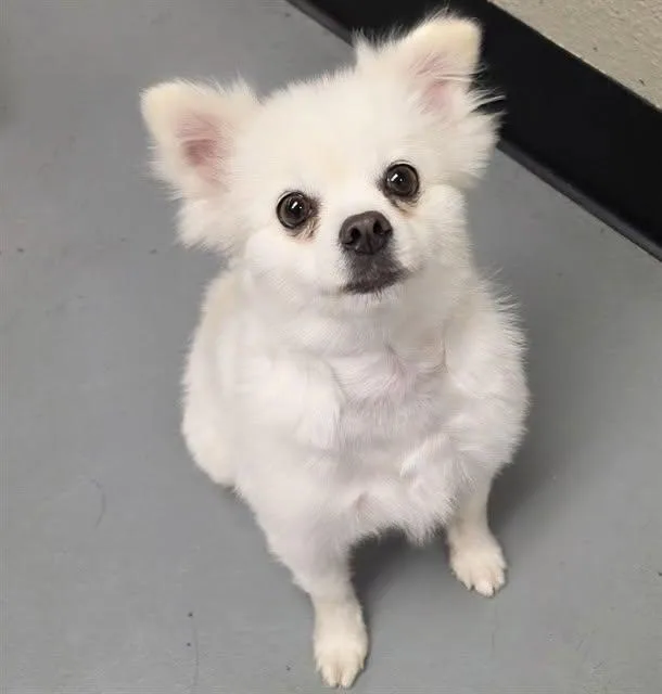 An adult small-sized female Pomeranian dog named Lulu for adoption in Phoenix, OR