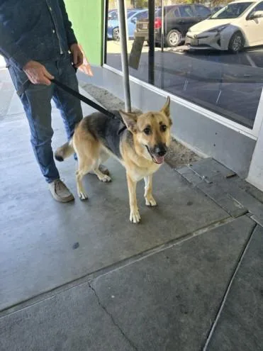 An adult medium-sized female German Shepherd Dog dog named Kiwi for adoption in Los Angeles, CA