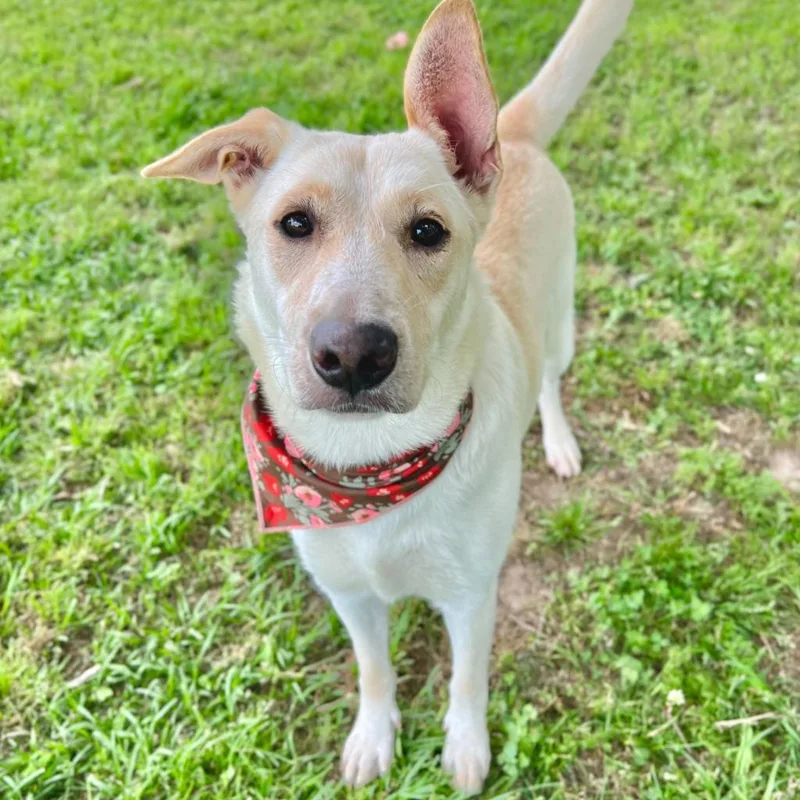 An adult large-sized female Yellow / Tan / Blond / Fawn Labrador Retriever dog named Khaleesi for adoption in Carencro, LA