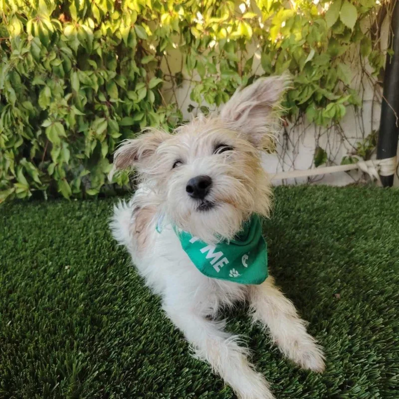 A young small-sized male White / Cream Terrier dog named Angel for adoption in San Diego, CA