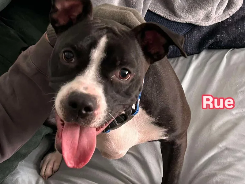 An adult medium-sized female Black Pit Bull Terrier dog named Rue for adoption in Hatfield, PA