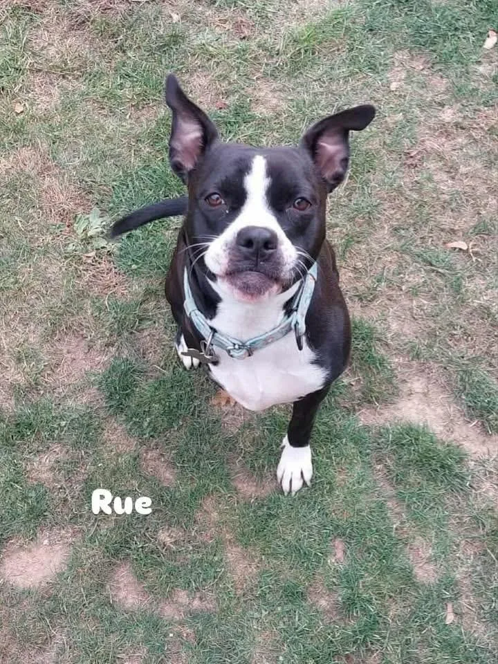 Rue thumbnail 2