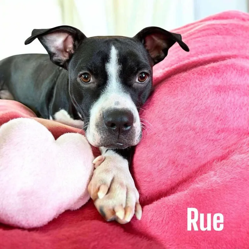 Rue thumbnail 3