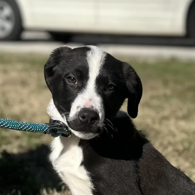 A baby medium-sized male Labrador Retriever dog named Smokey for adoption in Locust Fork, AL