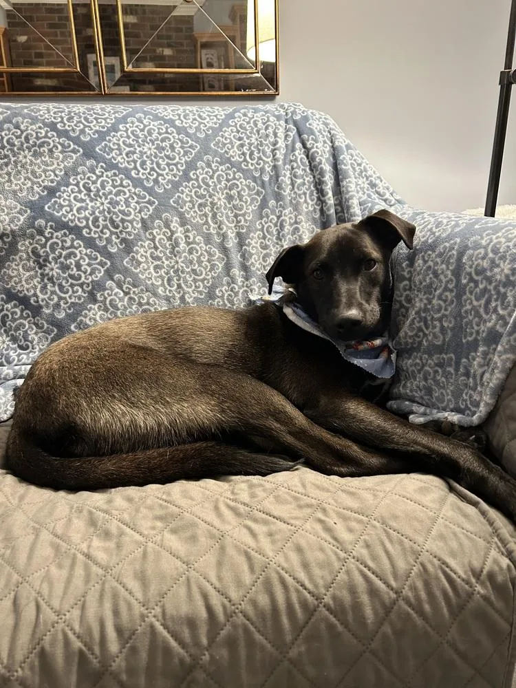 A baby medium-sized male Tricolor (Brown, Black, & White) Mixed Breed dog named Ken Ashcraft for adoption in Boston, MA