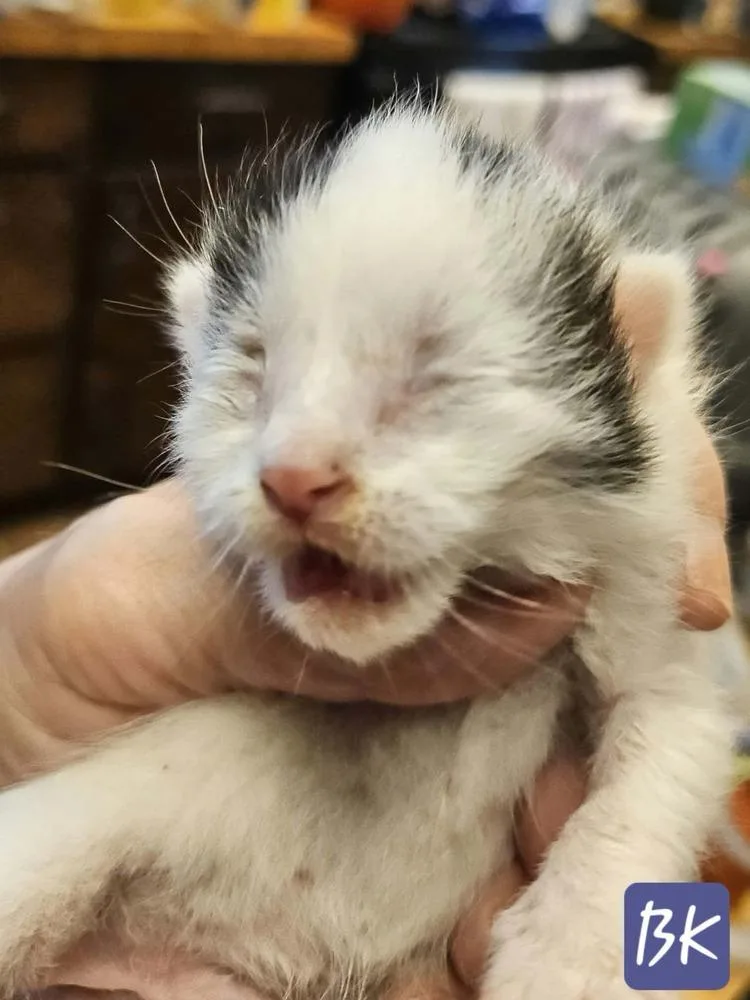 A baby small-sized male Black & White / Tuxedo Domestic Short Hair cat named Bk for adoption in Poplar Grove, IL