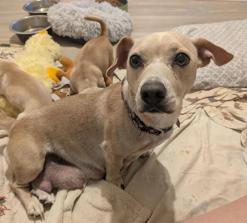 An adult small-sized female Chihuahua dog named Annette for adoption in Lakeland, FL